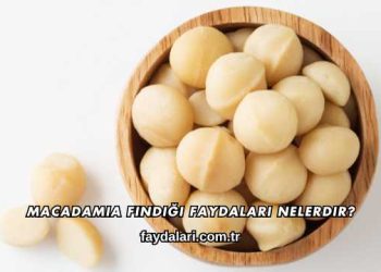 Macadamia Fındığı Faydaları Nelerdir?
