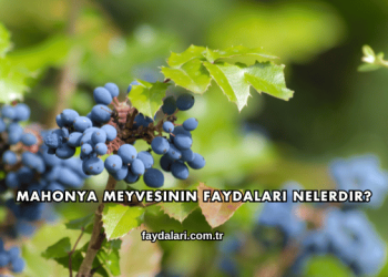 Mahonya Meyvesinin Faydaları Nelerdir?