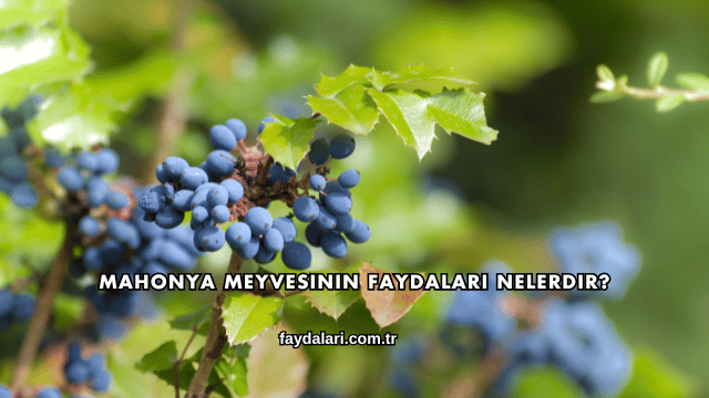 Mahonya Meyvesinin Faydaları Nelerdir?