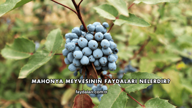 Mahonya Meyvesinin Faydaları Nelerdir?