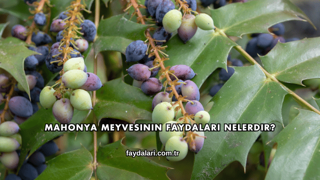 Mahonya Meyvesinin Faydaları Nelerdir?