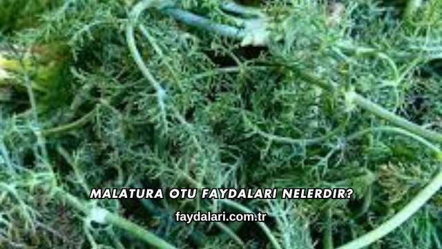 Malatura Otu Faydaları Nelerdir?