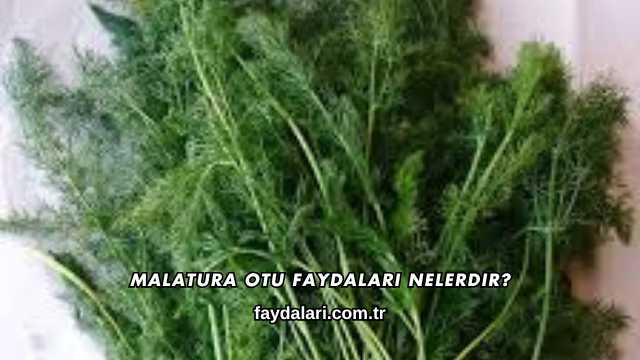 Malatura Otu Faydaları Nelerdir?