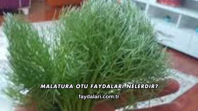 Malatura Otu Faydaları Nelerdir?