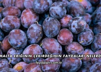 Malta Eriğinin Çekirdeğinin Faydaları Nelerdir?
