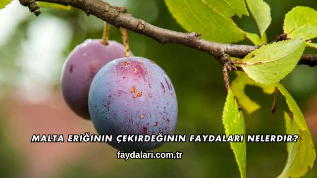 Malta Eriğinin Çekirdeğinin Faydaları Nelerdir?