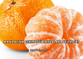 Mandalina Çekirdeği Faydaları Nelerdir?