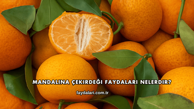 Mandalina Çekirdeği Faydaları Nelerdir?
