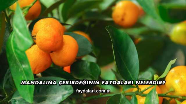 Mandalina Çekirdeğinin Faydaları Nelerdir?