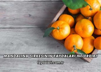 Mandalina Sirkesinin Faydaları Nelerdir?