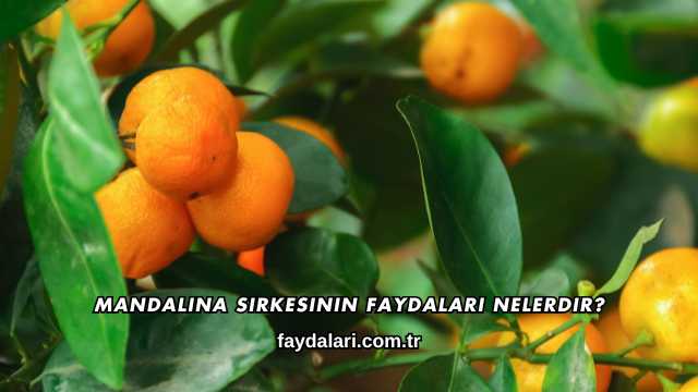 Mandalina Sirkesinin Faydaları Nelerdir?