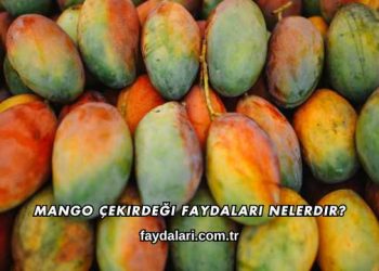 Mango Çekirdeği Faydaları Nelerdir?