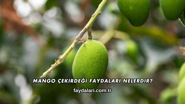 Mango Çekirdeği Faydaları Nelerdir?