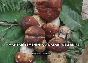 Mantar Yemenin Faydaları Nelerdir?