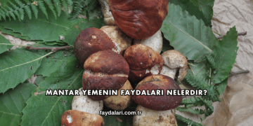 Mantar Yemenin Faydaları Nelerdir?