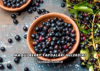Maqui Berry Faydaları Nelerdir?