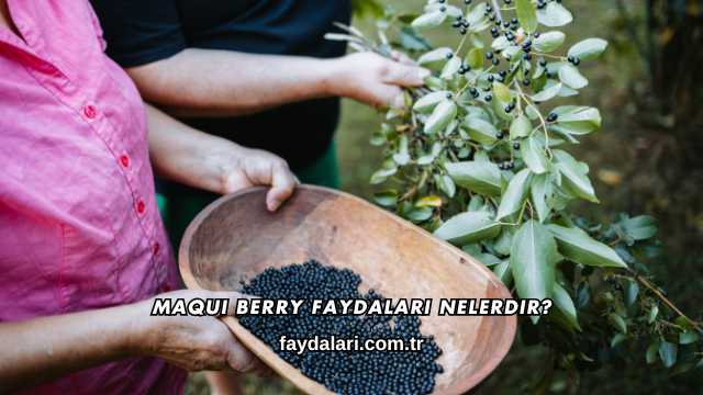 Maqui Berry Faydaları Nelerdir?