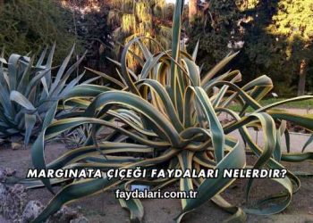Marginata Çiçeği Faydaları Nelerdir?