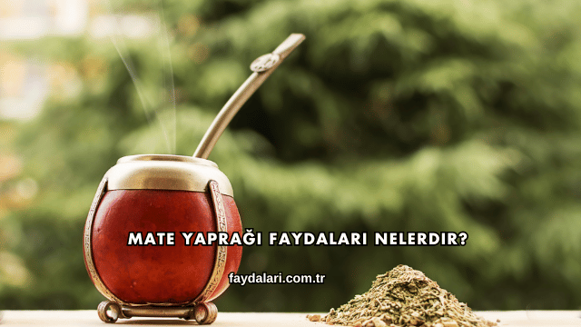 Mate Yaprağı Faydaları Nelerdir?