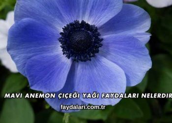 Mavi Anemon Çiçeği Yağı Faydaları Nelerdir?