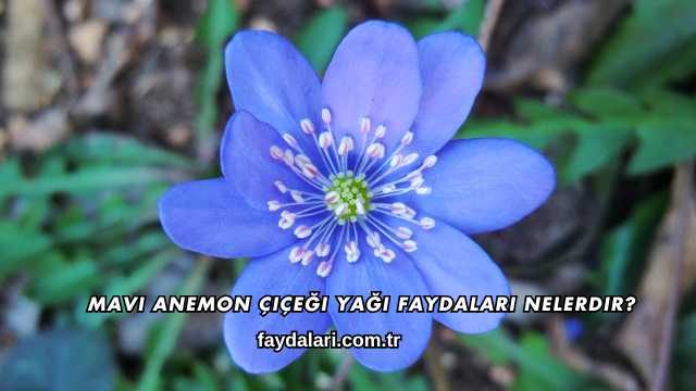 Mavi Anemon Çiçeği Yağı Faydaları Nelerdir?