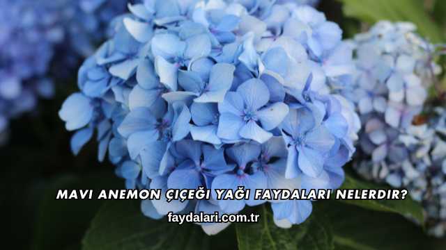 Mavi Anemon Çiçeği Yağı Faydaları Nelerdir?