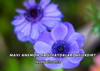 Mavi Anemon Yağı Faydaları Nelerdir?