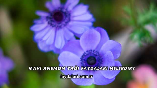 Mavi Anemon Yağı Faydaları Nelerdir?