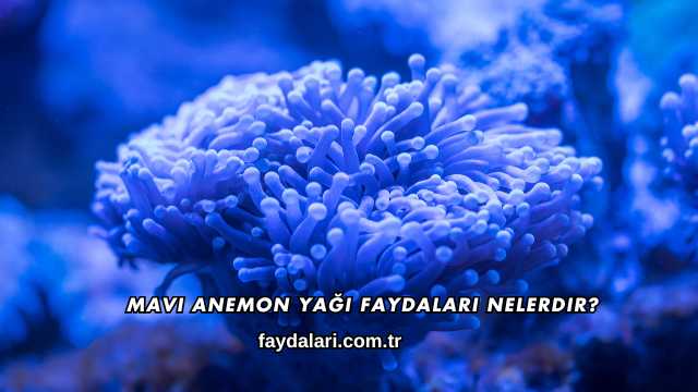 Mavi Anemon Yağı Faydaları Nelerdir?