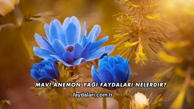 Mavi Anemon Yağı Faydaları Nelerdir?