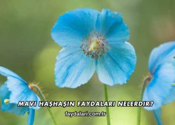 Mavi Haşhaşın Faydaları Nelerdir?