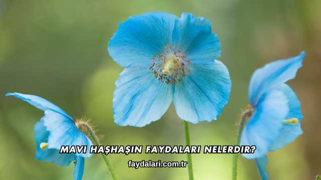 Mavi Haşhaşın Faydaları Nelerdir?