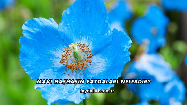 Mavi Haşhaşın Faydaları Nelerdir?