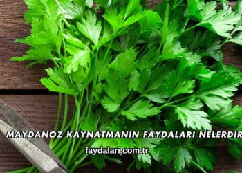Maydanoz Kaynatmanın Faydaları Nelerdir?