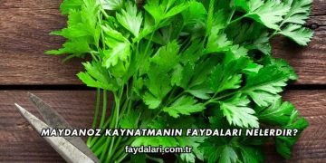 Maydanoz Kaynatmanın Faydaları Nelerdir?