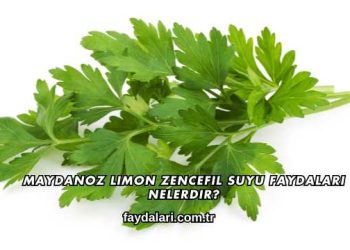 Maydanoz Limon Zencefil Suyu Faydaları Nelerdir?