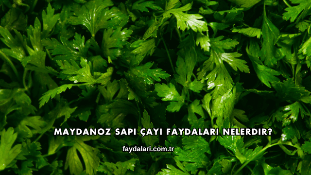 Maydanoz Sapı Çayı Faydaları Nelerdir?