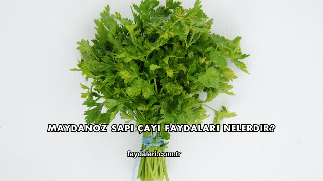 Maydanoz Sapı Çayı Faydaları Nelerdir?