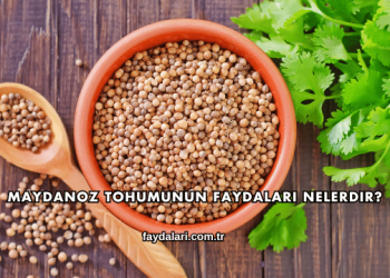 Maydanoz Tohumunun Faydaları Nelerdir?