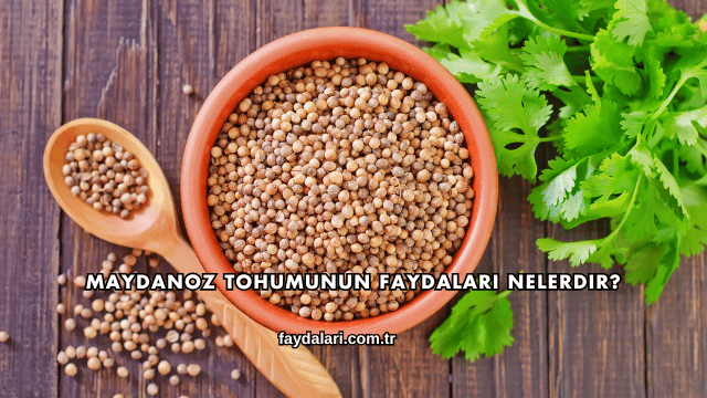 Maydanoz Tohumunun Faydaları Nelerdir?