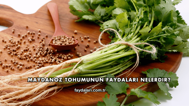 Maydanoz Tohumunun Faydaları Nelerdir?