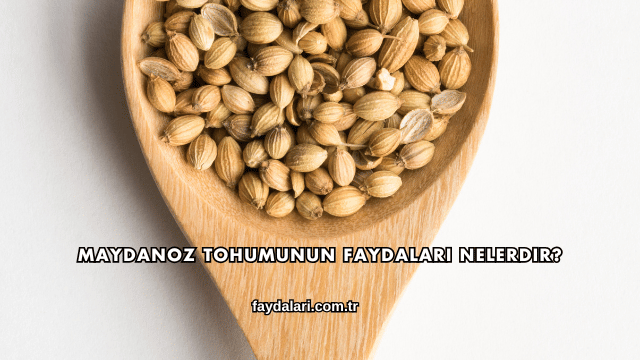 Maydanoz Tohumunun Faydaları Nelerdir?