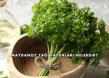 Maydanoz Yağı Faydaları Nelerdir?