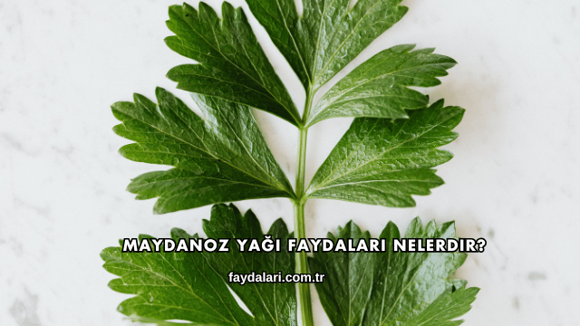 Maydanoz Yağı Faydaları Nelerdir?