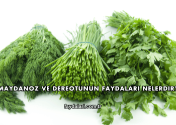 Maydanoz ve Dereotunun Faydaları Nelerdir?