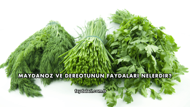 Maydanoz ve Dereotunun Faydaları Nelerdir?