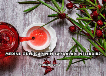 Medine Gülü Çayının Faydaları Nelerdir?