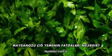 Maydanozu Çiğ Yemenin Faydaları Nelerdir?