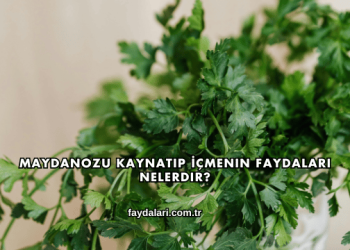 Maydanozu Kaynatıp İçmenin Faydaları Nelerdir?