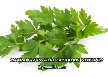 Maydanozun Cilde Faydaları Nelerdir?